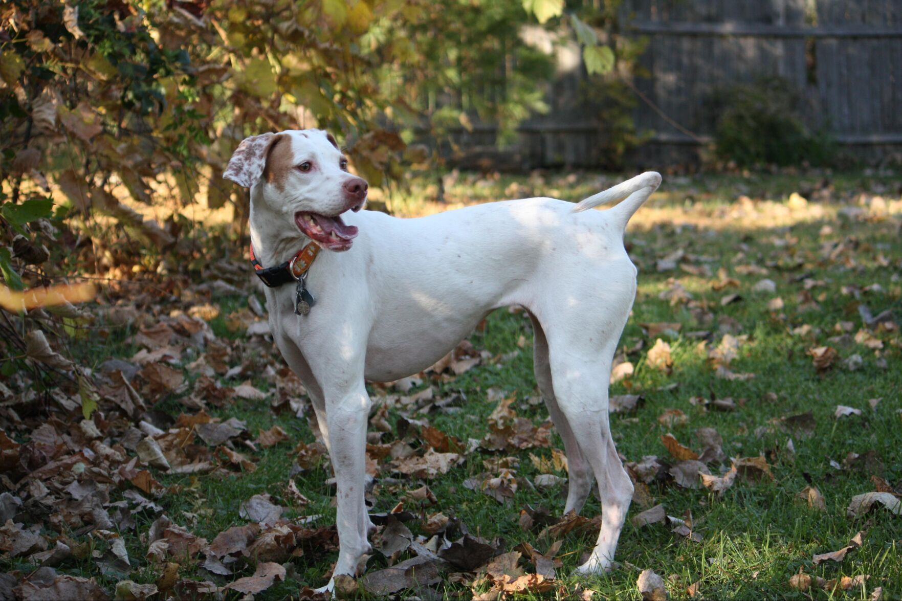 #37. Pointer (tie)